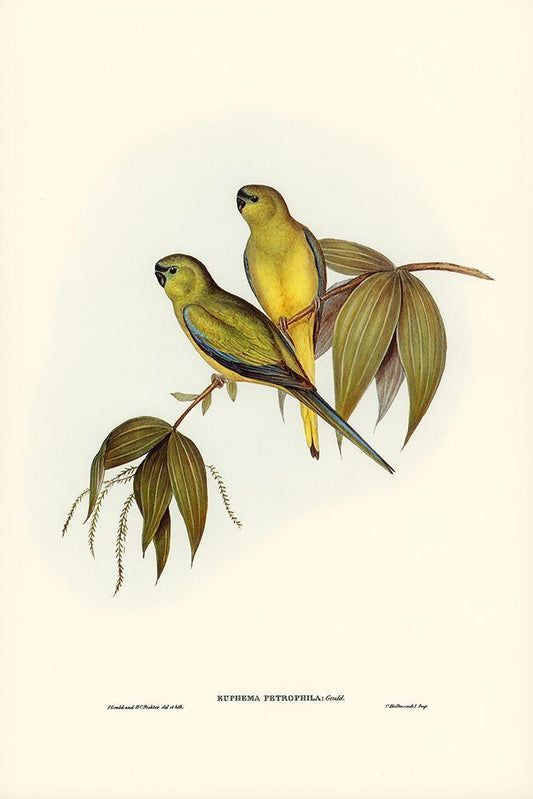 Image Only