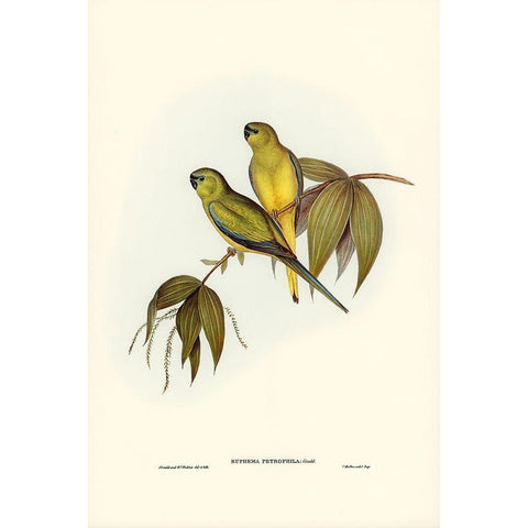 Rock Grass-Parakeet-Euphema petrophila Gold Ornate Wood Framed Art Print with Double Matting by Gould, John