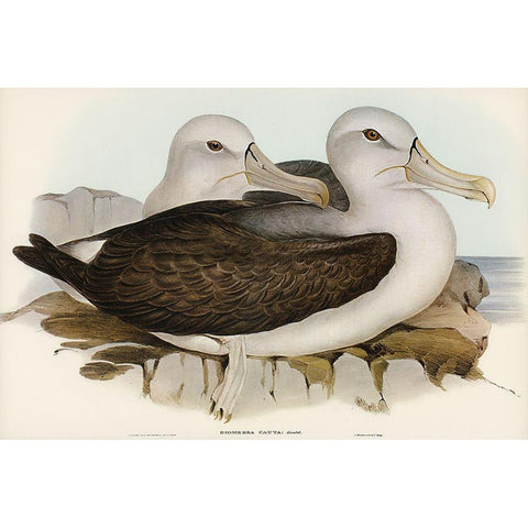 Cautious Albatros-Diomedea cauta Gold Ornate Wood Framed Art Print with Double Matting by Gould, John