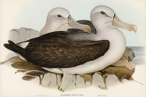 Cautious Albatros-Diomedea cauta White Modern Wood Framed Art Print with Double Matting by Gould, John