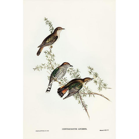 Shining Cuckoo-Chrysococcyx lucidus White Modern Wood Framed Art Print by Gould, John