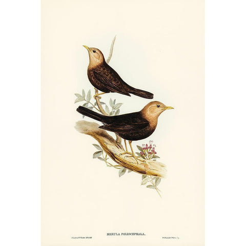 Grey-headed Blackbird-Merula poliocephala Black Modern Wood Framed Art Print with Double Matting by Gould, John