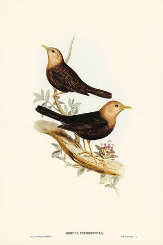 Grey-headed Blackbird-Merula poliocephala White Modern Wood Framed Art Print with Double Matting by Gould, John