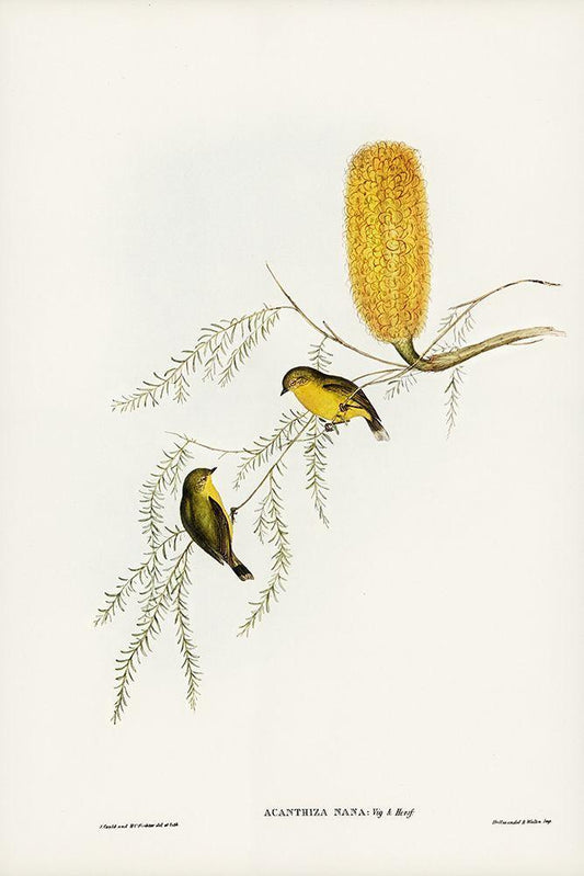 Image Only