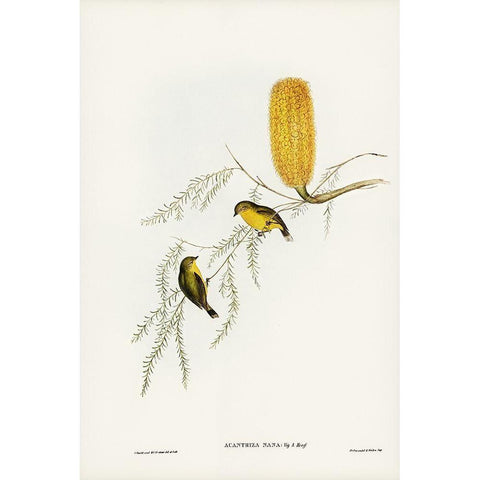 Little Acanthiza-Acanthiza nana White Modern Wood Framed Art Print by Gould, John