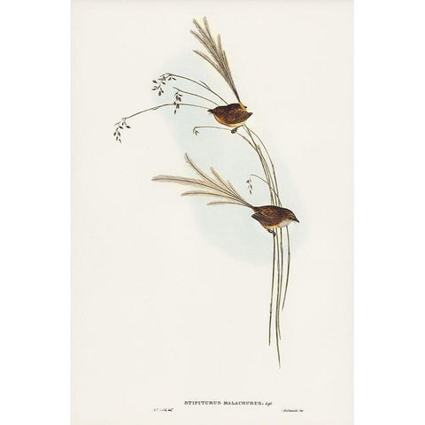 Emu Wren-tipiturus malachurus Black Modern Wood Framed Art Print with Double Matting by Gould, John