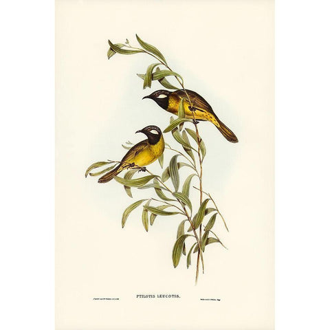 White-eared Honey-eater-Ptilotis leucotis Gold Ornate Wood Framed Art Print with Double Matting by Gould, John