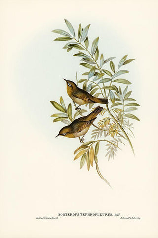 Grey-breasted Zosterops-Zosterops tephropleurus Black Ornate Wood Framed Art Print with Double Matting by Gould, John