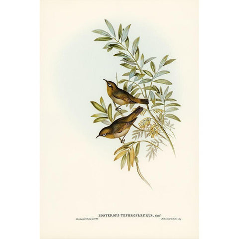 Grey-breasted Zosterops-Zosterops tephropleurus White Modern Wood Framed Art Print by Gould, John