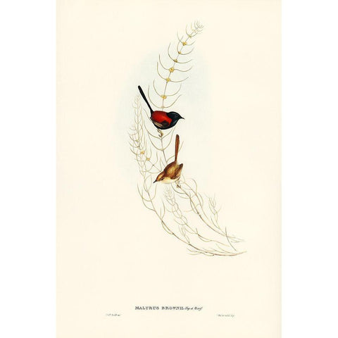 Brownâ€™s Wren-alurus Brownii Black Modern Wood Framed Art Print with Double Matting by Gould, John