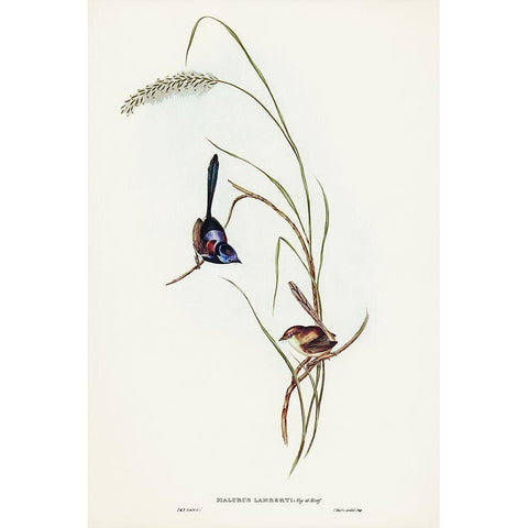 Lamberts Wren-Malurus Lamberti Gold Ornate Wood Framed Art Print with Double Matting by Gould, John