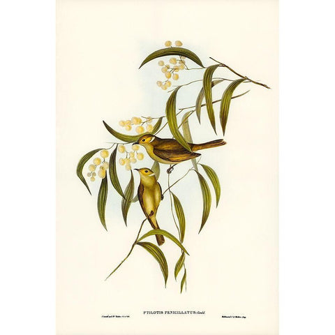 White-plumed Honey-eater-Ptilotis penicillatus Gold Ornate Wood Framed Art Print with Double Matting by Gould, John