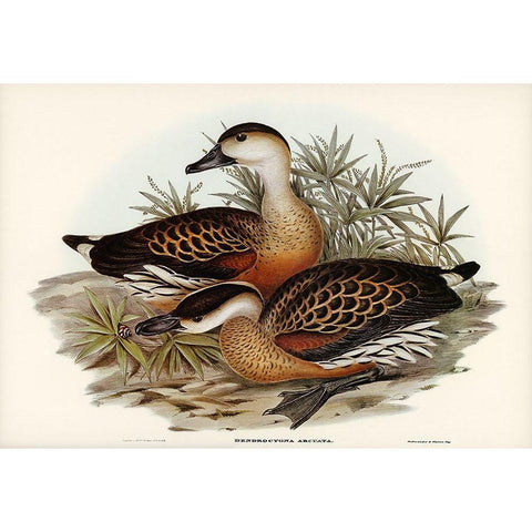 Whistling Duck-Dendrocygna arcuata Gold Ornate Wood Framed Art Print with Double Matting by Gould, John