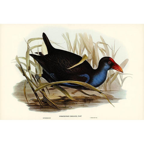 Azure-breasted Porphyrio-Porphyrio bellus Gold Ornate Wood Framed Art Print with Double Matting by Gould, John