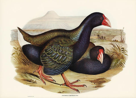 Notornis-Notornix Mantelli Black Ornate Wood Framed Art Print with Double Matting by Gould, John