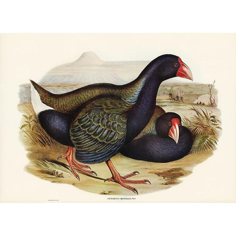 Notornis-Notornix Mantelli Black Modern Wood Framed Art Print with Double Matting by Gould, John