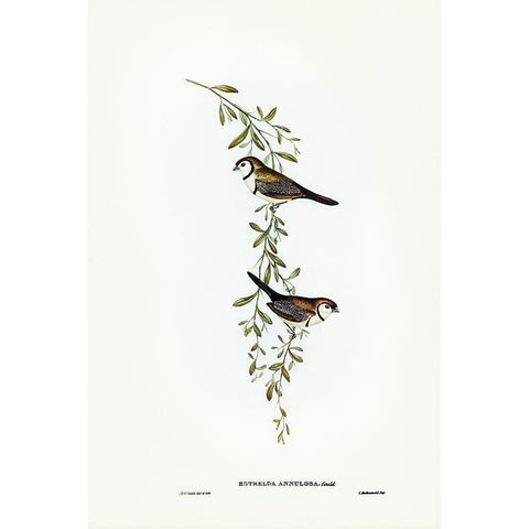 Black-rumped Finch-Estrelda annulosa White Modern Wood Framed Art Print by Gould, John