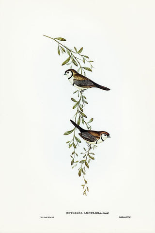 Black-rumped Finch-Estrelda annulosa White Modern Wood Framed Art Print with Double Matting by Gould, John