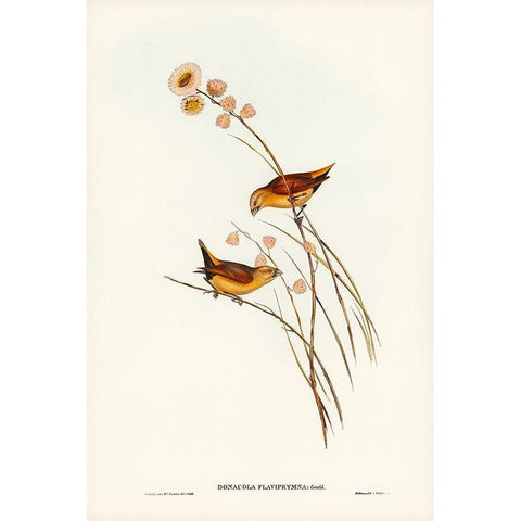 Yellow-rumped Finch-Donacola flaviprymna White Modern Wood Framed Art Print by Gould, John