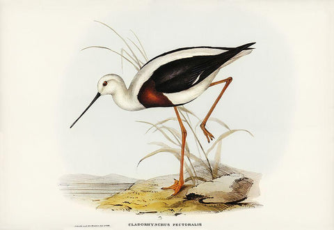 Banded Stilt-Chladorhynchus pectoralis White Modern Wood Framed Art Print with Double Matting by Gould, John