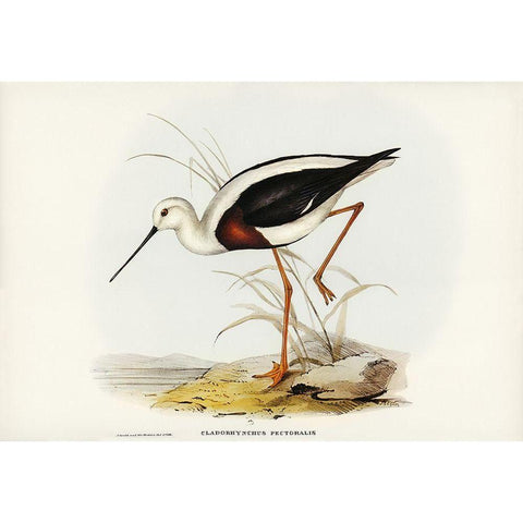 Banded Stilt-Chladorhynchus pectoralis Gold Ornate Wood Framed Art Print with Double Matting by Gould, John