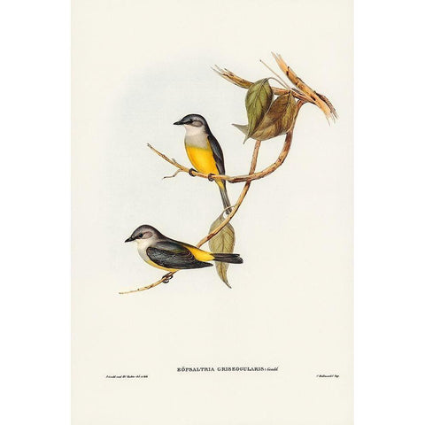 Grey-breasted Robin-Eopsaltria griseogularis Black Modern Wood Framed Art Print with Double Matting by Gould, John