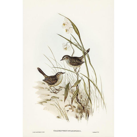 Striated Reed Lark-alamanthus fuliginosus White Modern Wood Framed Art Print by Gould, John