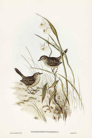 Striated Reed Lark-alamanthus fuliginosus White Modern Wood Framed Art Print with Double Matting by Gould, John