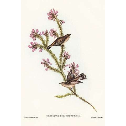 Western Gerygone-Gerygone culicivorus Gold Ornate Wood Framed Art Print with Double Matting by Gould, John