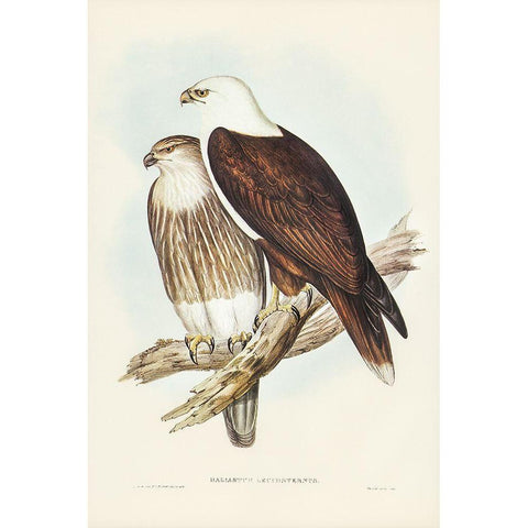 White-breasted Sea Eagle-Haliaster leucosternus Black Modern Wood Framed Art Print with Double Matting by Gould, John