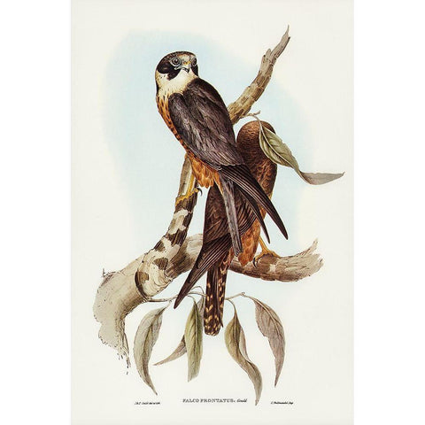 Falcon-Falco Frontatus Black Modern Wood Framed Art Print by Gould, John