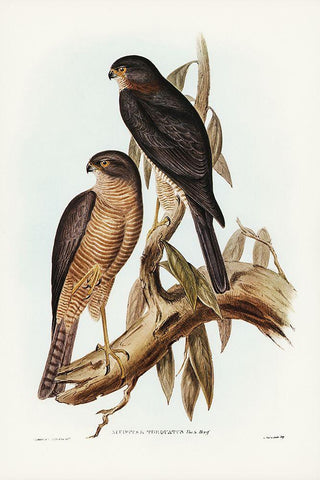 Collared Sparrow Hawk-Accipter torquatus Black Ornate Wood Framed Art Print with Double Matting by Gould, John