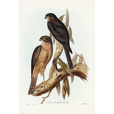 Collared Sparrow Hawk-Accipter torquatus White Modern Wood Framed Art Print by Gould, John