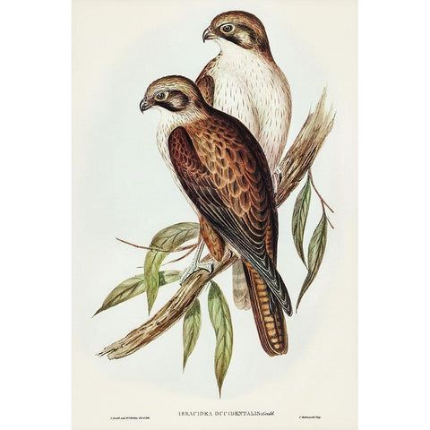 Western Brown Hawk-Ieracidea occidentalis White Modern Wood Framed Art Print by Gould, John