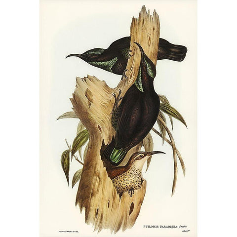 Rifle Bird-Ptiloris paradiseus Black Modern Wood Framed Art Print with Double Matting by Gould, John