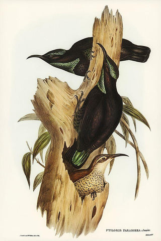 Rifle Bird-Ptiloris paradiseus Black Ornate Wood Framed Art Print with Double Matting by Gould, John