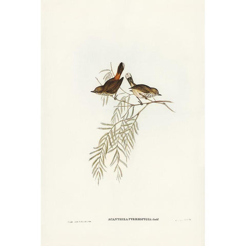 Red-rumped Acanthiza-Acanthiza pyrrhopygia White Modern Wood Framed Art Print by Gould, John