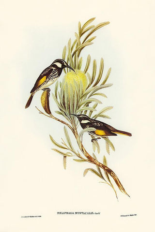 Moustached Honey-eater-Meliphaga mystacalis White Modern Wood Framed Art Print with Double Matting by Gould, John