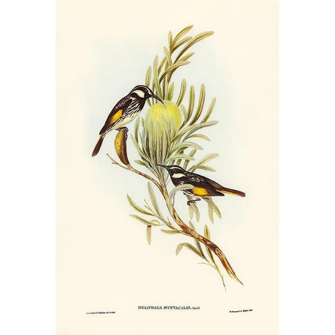 Moustached Honey-eater-Meliphaga mystacalis White Modern Wood Framed Art Print by Gould, John