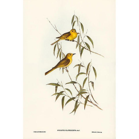 Yellow-tinted Honey-eater-Ptilotis flavescens Black Modern Wood Framed Art Print with Double Matting by Gould, John