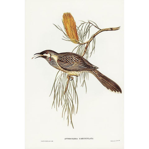 Wattled Honey-eater-Anthochaera carunculata White Modern Wood Framed Art Print by Gould, John