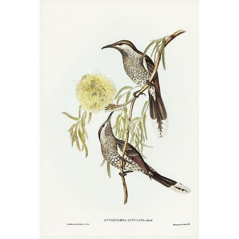 Lunulated Wattle Bird-Anthochaera lunulata Black Modern Wood Framed Art Print with Double Matting by Gould, John