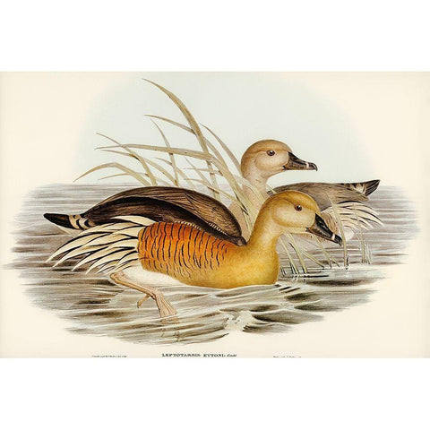 Eytons Duck-Leptotarsis Eytoni Gold Ornate Wood Framed Art Print with Double Matting by Gould, John