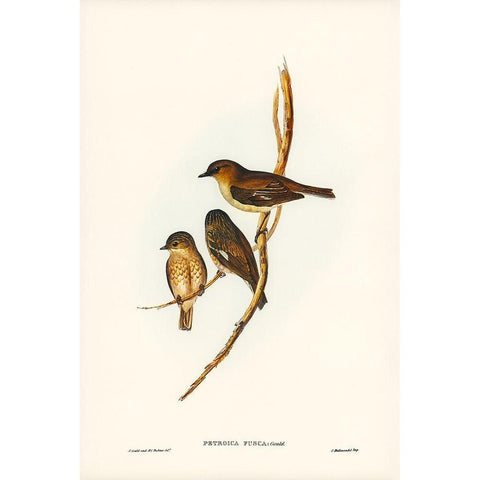 Dusky Robin-Petroica fusca White Modern Wood Framed Art Print by Gould, John