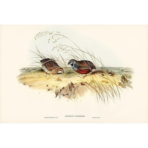 Chinese Quail-Synoicus Chinensis Black Modern Wood Framed Art Print with Double Matting by Gould, John