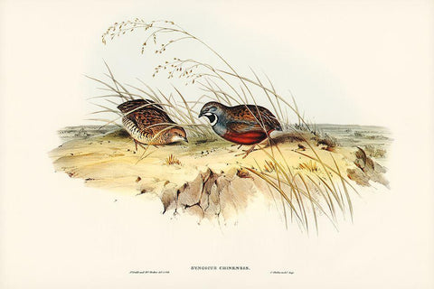 Chinese Quail-Synoicus Chinensis Black Ornate Wood Framed Art Print with Double Matting by Gould, John