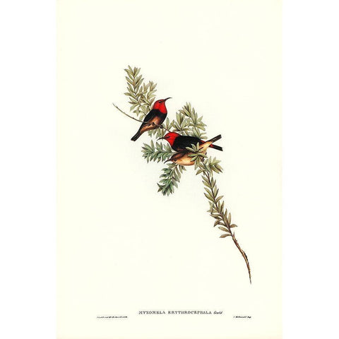 Red-headed Honey-eater-Myzomela erythrocephala Gold Ornate Wood Framed Art Print with Double Matting by Gould, John