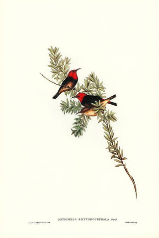 Red-headed Honey-eater-Myzomela erythrocephala Black Ornate Wood Framed Art Print with Double Matting by Gould, John