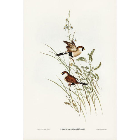 White-eared Grass Finch-Poephila leucotis Gold Ornate Wood Framed Art Print with Double Matting by Gould, John