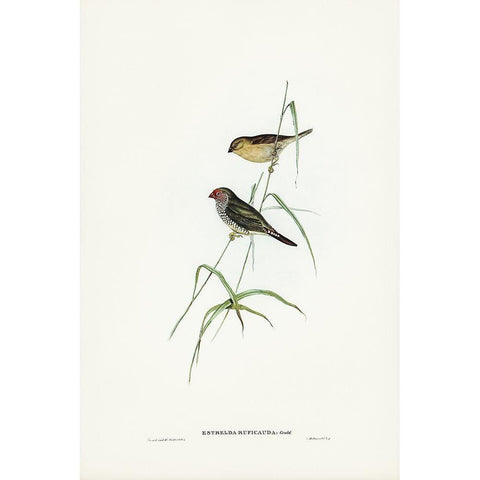 Red-tailed Finch-Estrelda ruficauda White Modern Wood Framed Art Print by Gould, John